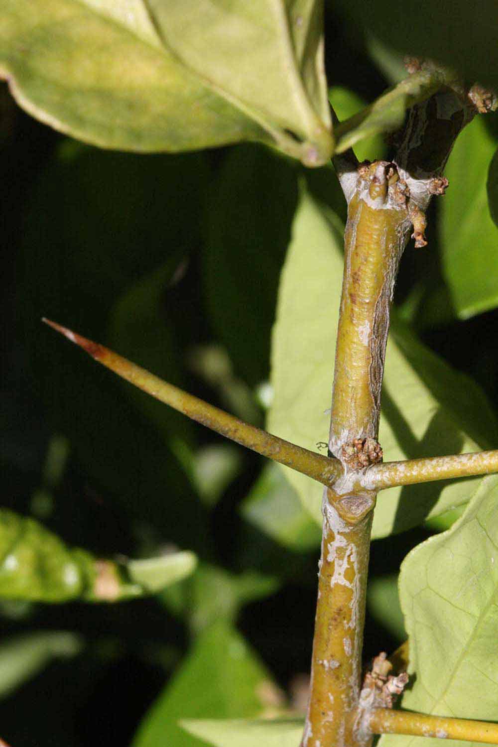            First year twig (Riverside, CA)   